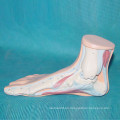 Modelo anatómico de pies humanos para la enseñanza médica (R040113)